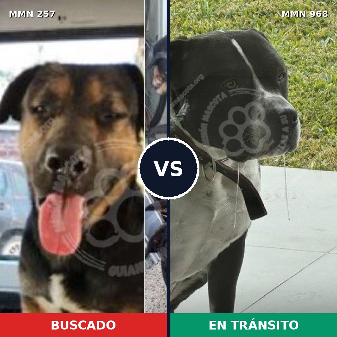 Comparativa MMS 15190: mascota perdida y mascota encontrada, 39% de similitud