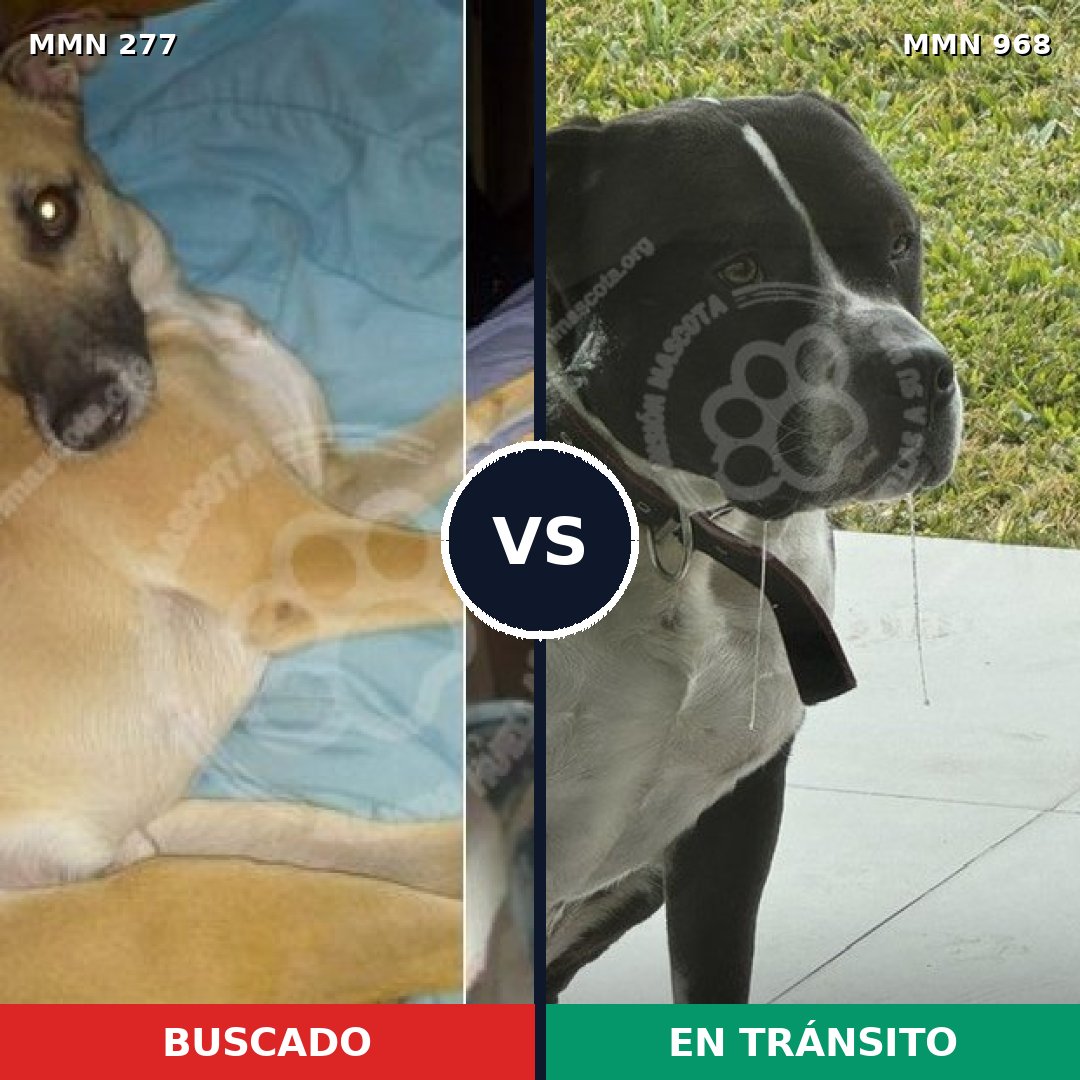 Comparativa MMS 15192: mascota perdida y mascota encontrada, 16% de similitud