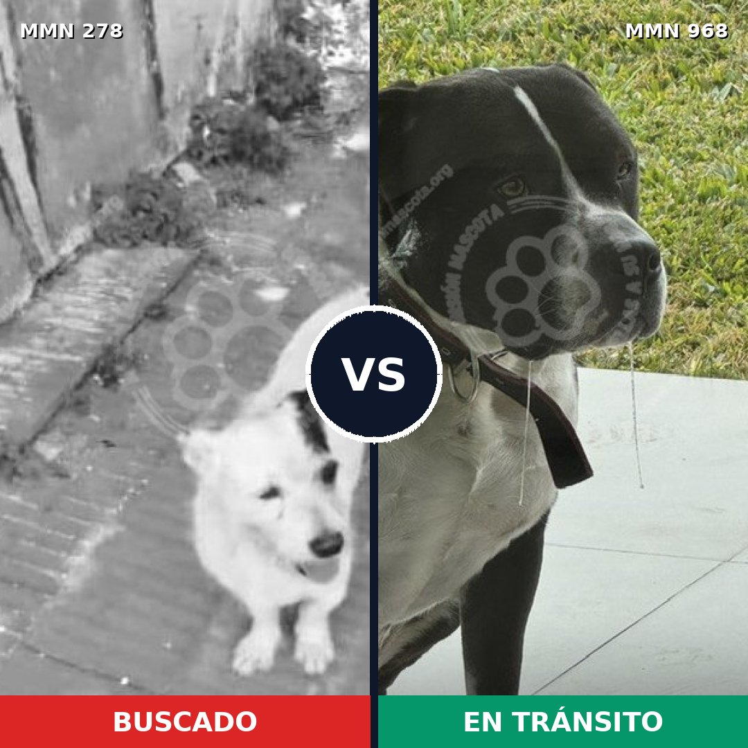 Comparativa MMS 15193: mascota perdida y mascota encontrada, 30% de similitud