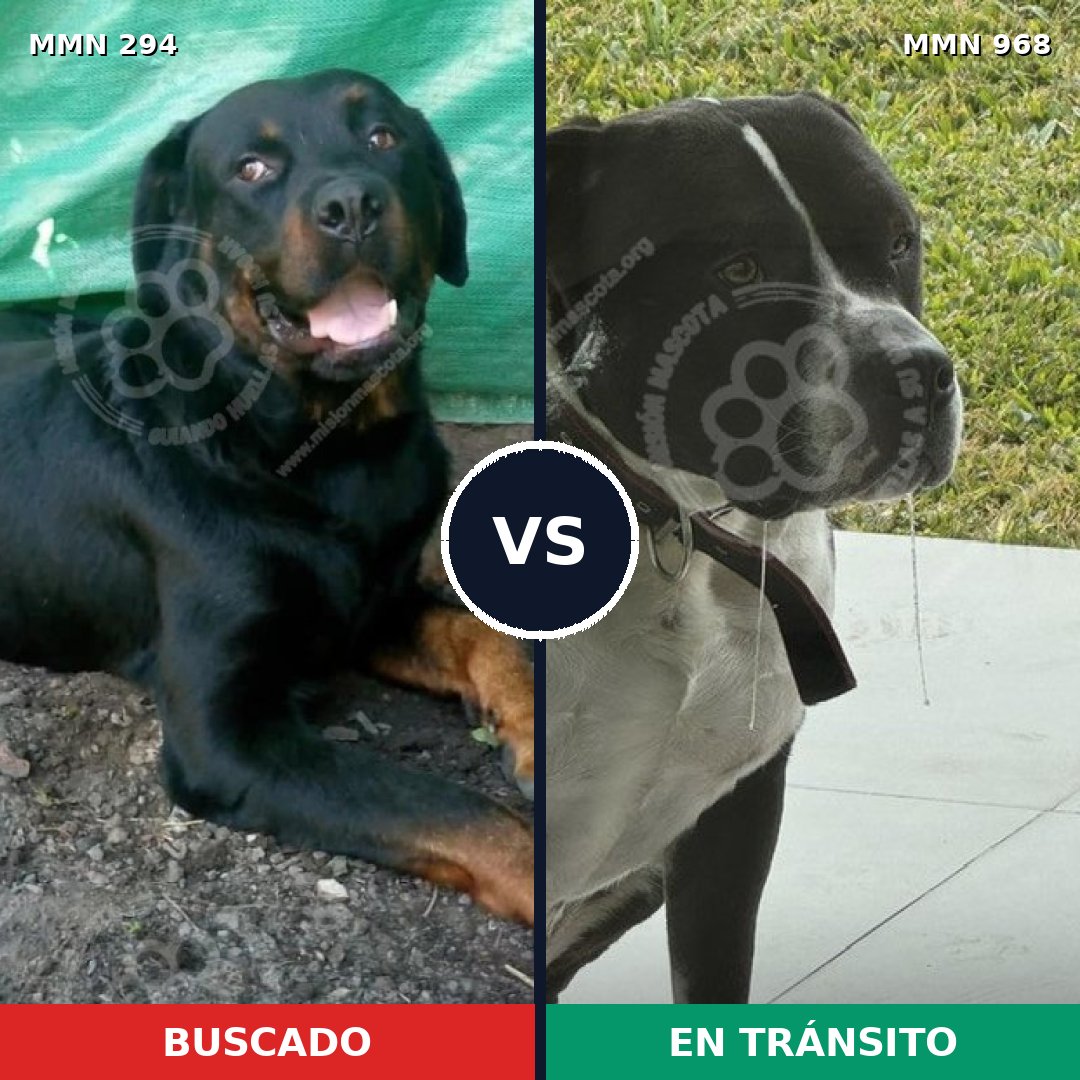 Comparativa MMS 15194: mascota perdida y mascota encontrada, 32% de similitud