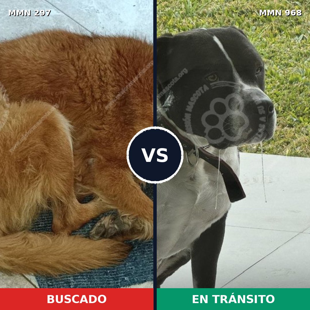 Comparativa MMS 15195: mascota perdida y mascota encontrada, 8% de similitud
