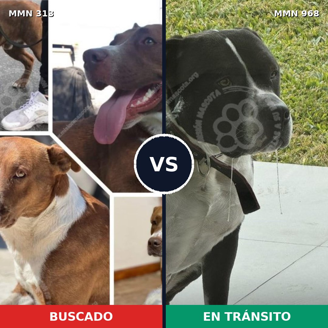 Comparativa MMS 15197: mascota perdida y mascota encontrada, 16% de similitud