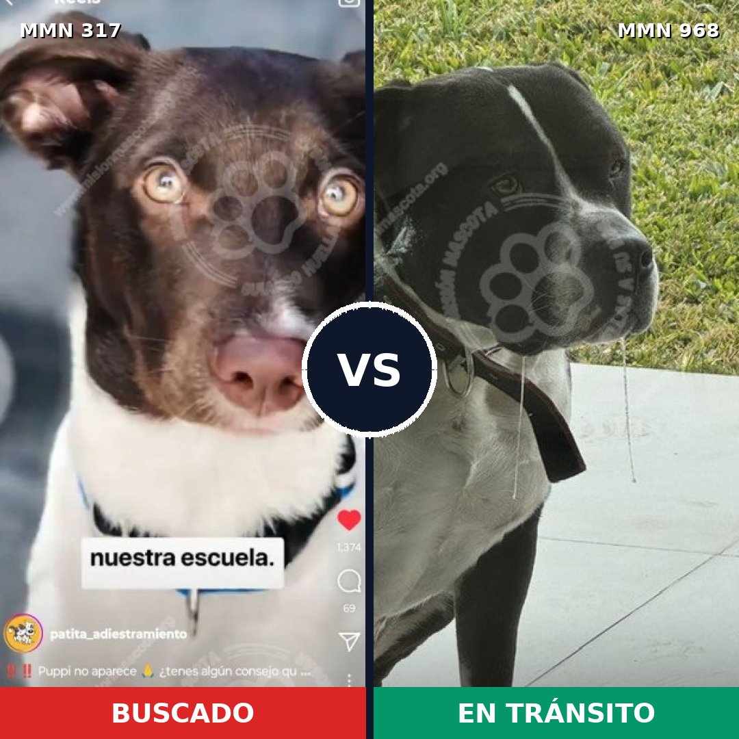 Comparativa MMS 15198: mascota perdida y mascota encontrada, 49% de similitud