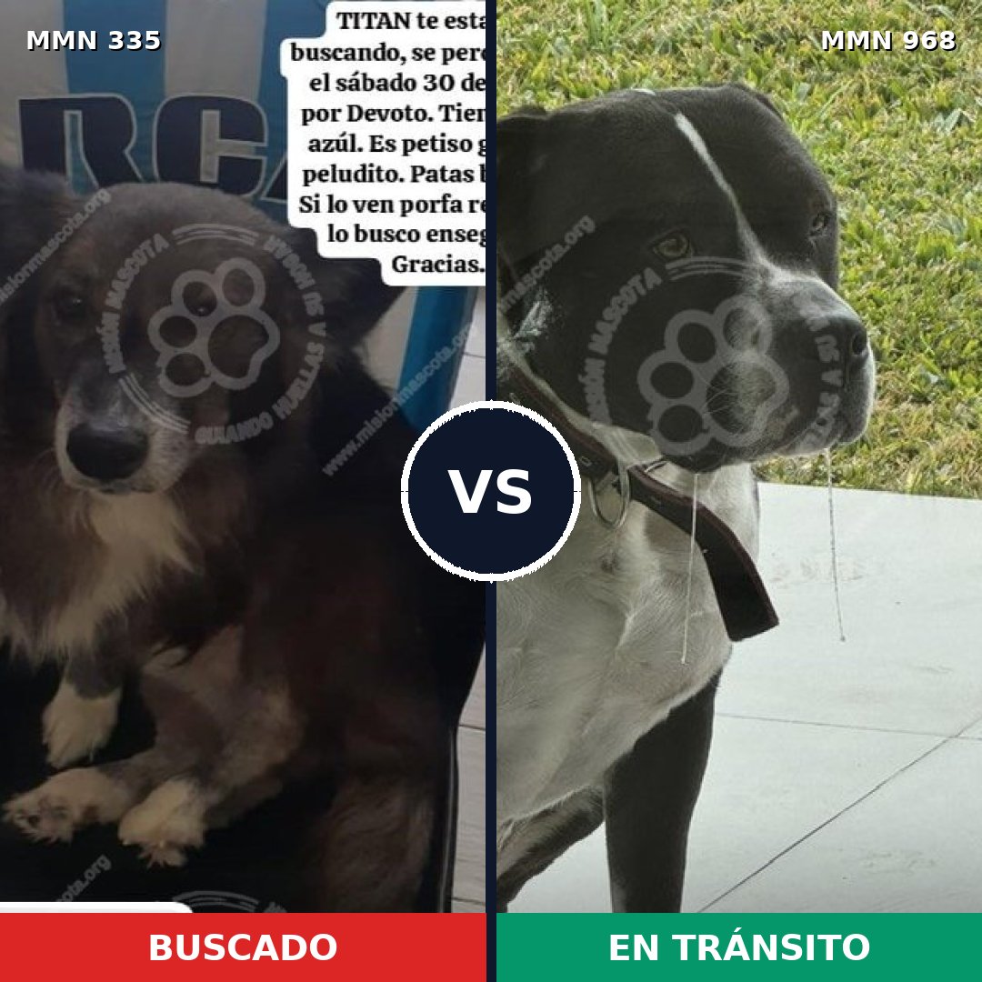 Comparativa MMS 15199: mascota perdida y mascota encontrada, 27% de similitud