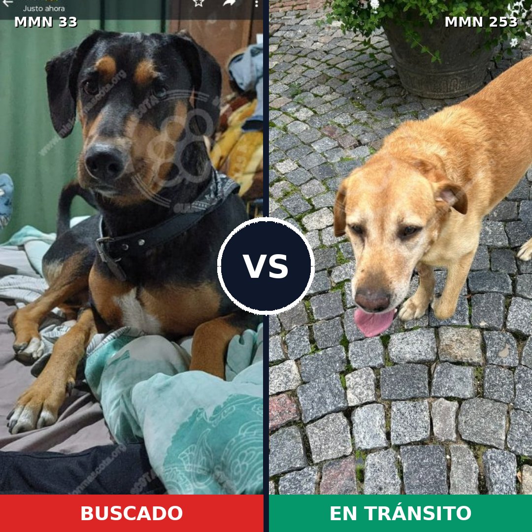 Comparativa MMS 1520: mascota perdida y mascota encontrada, 80% de similitud