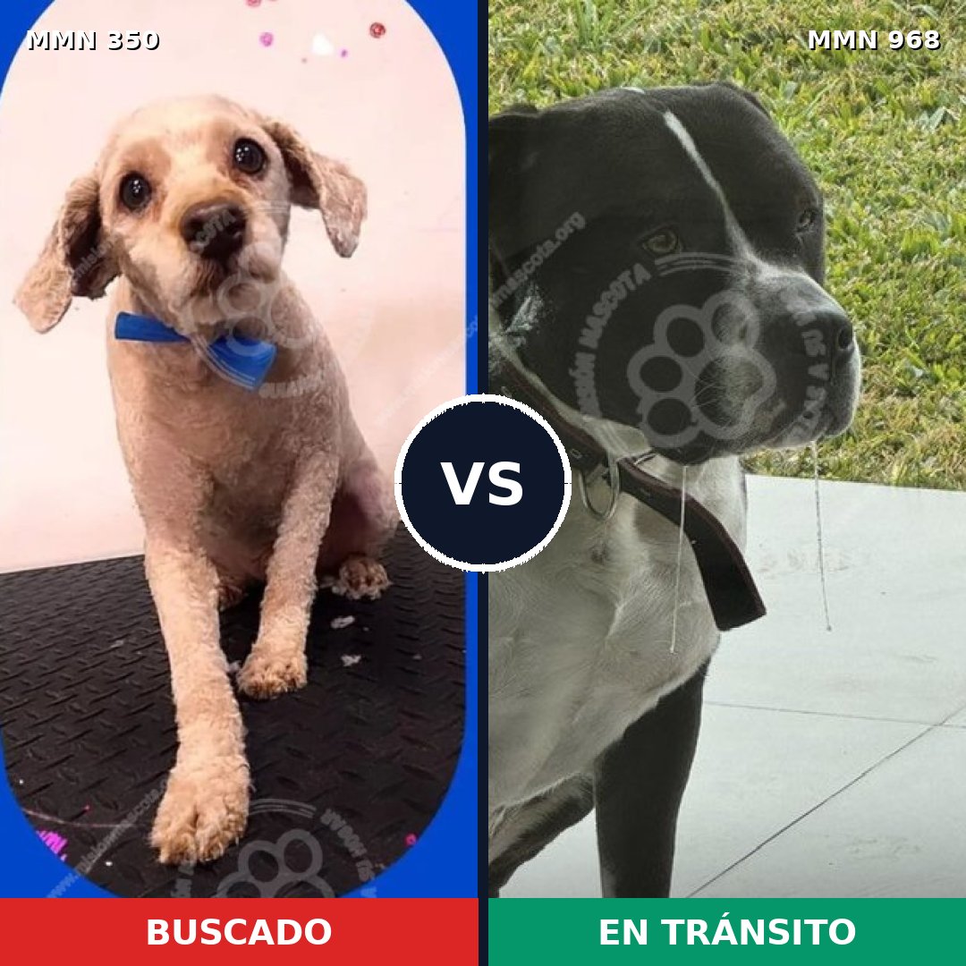 Comparativa MMS 15201: mascota perdida y mascota encontrada, 32% de similitud