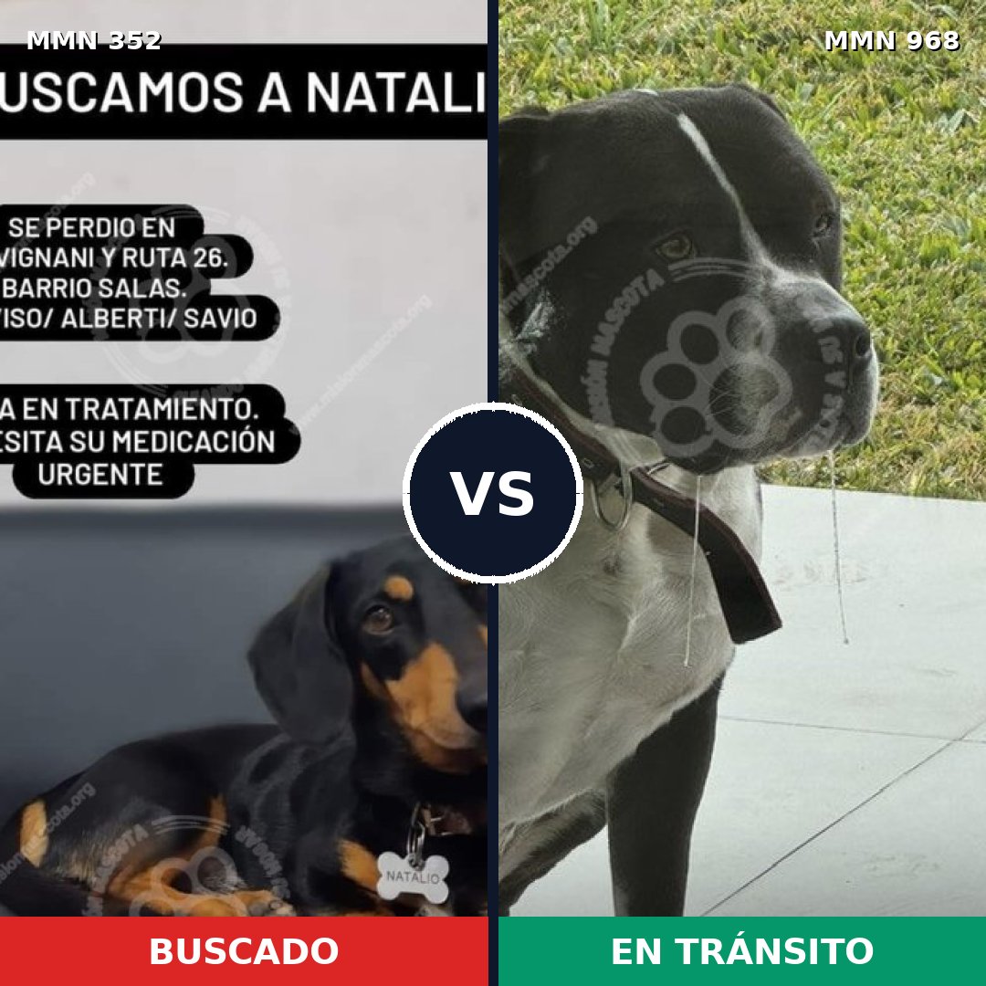 Comparativa MMS 15202: mascota perdida y mascota encontrada, 16% de similitud