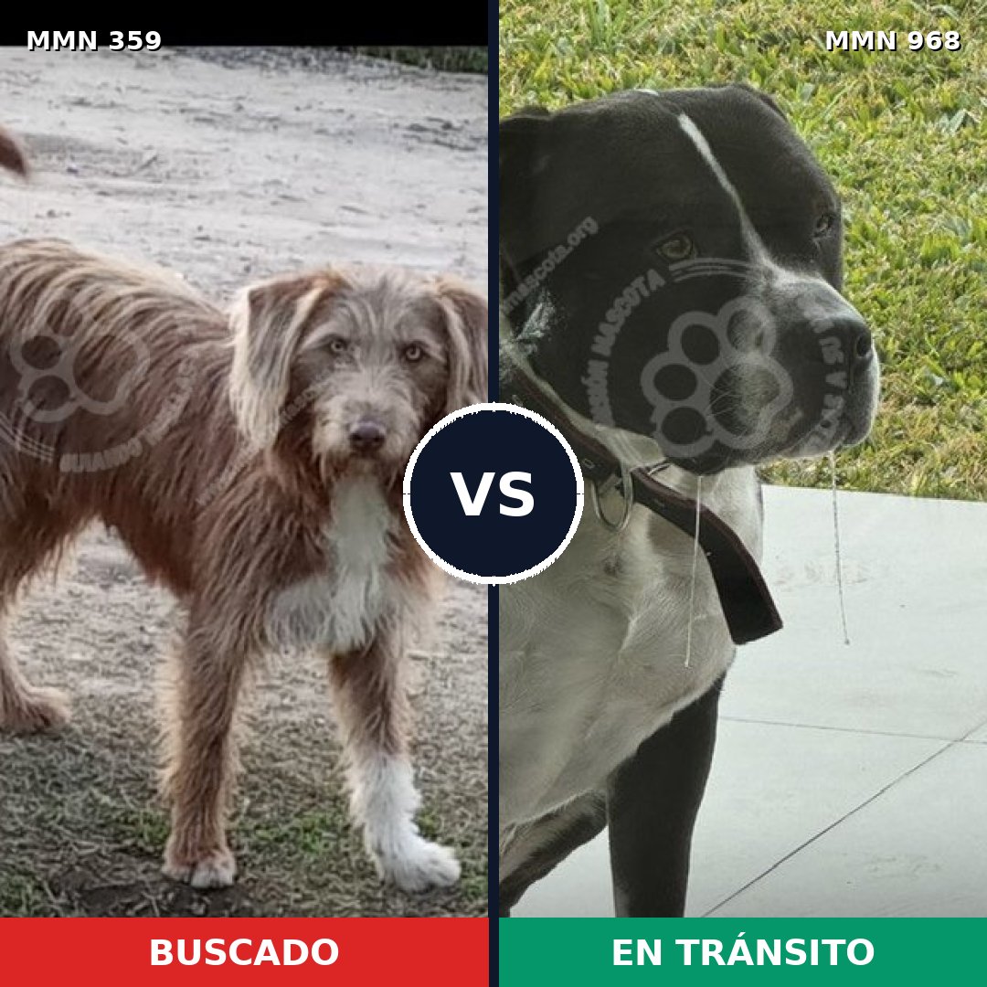 Comparativa MMS 15203: mascota perdida y mascota encontrada, 46% de similitud