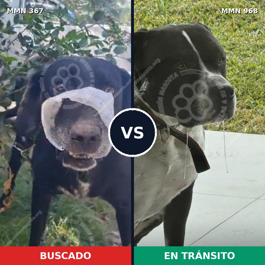 Comparativa MMS 15205: mascota perdida y mascota encontrada, 35% de similitud