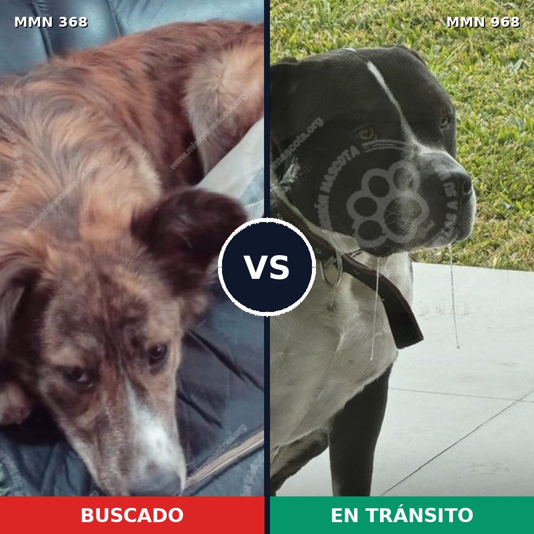 Comparativa MMS 15206: mascota perdida y mascota encontrada, 15% de similitud