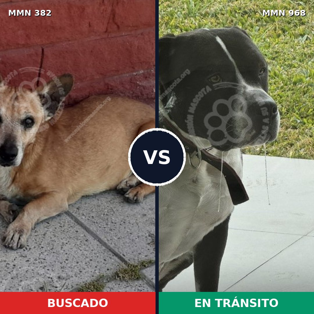 Comparativa MMS 15207: mascota perdida y mascota encontrada, 25% de similitud