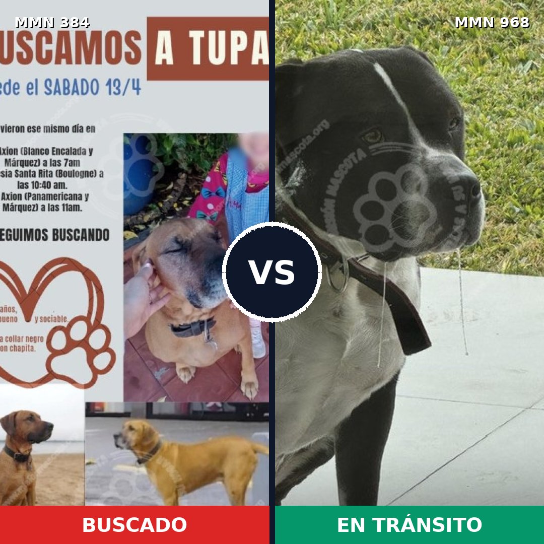 Comparativa MMS 15208: mascota perdida y mascota encontrada, 43% de similitud