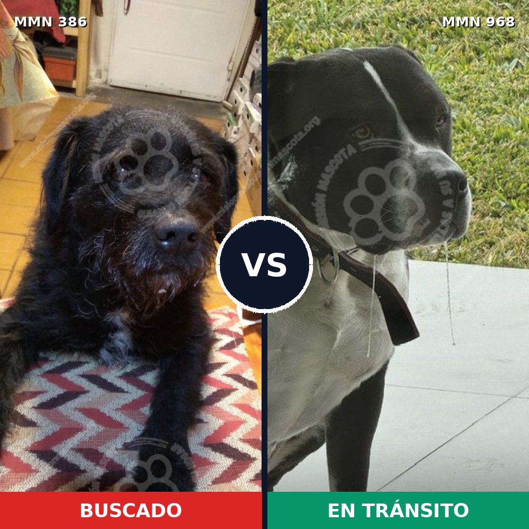 Comparativa MMS 15209: mascota perdida y mascota encontrada, 44% de similitud