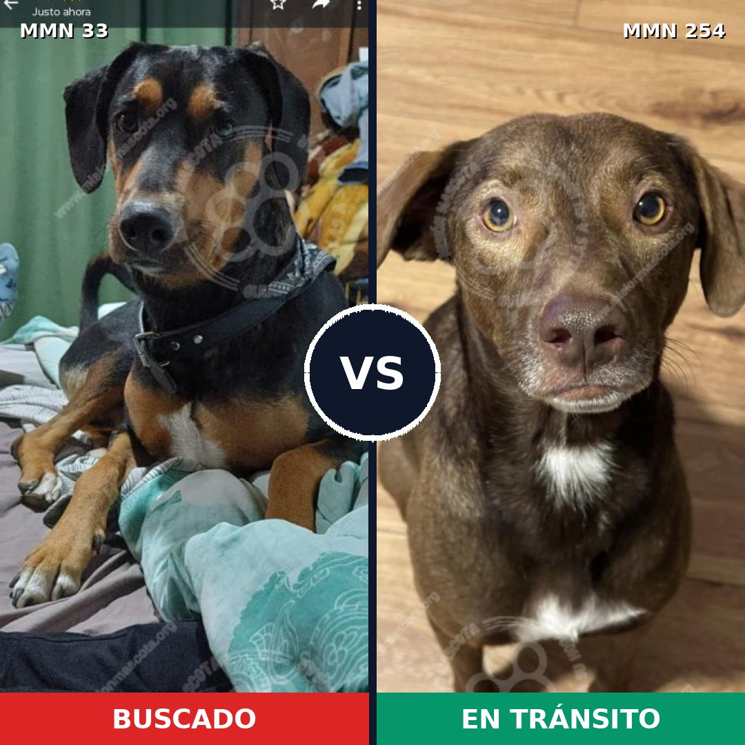 Comparativa MMS 1521: mascota perdida y mascota encontrada, 64% de similitud