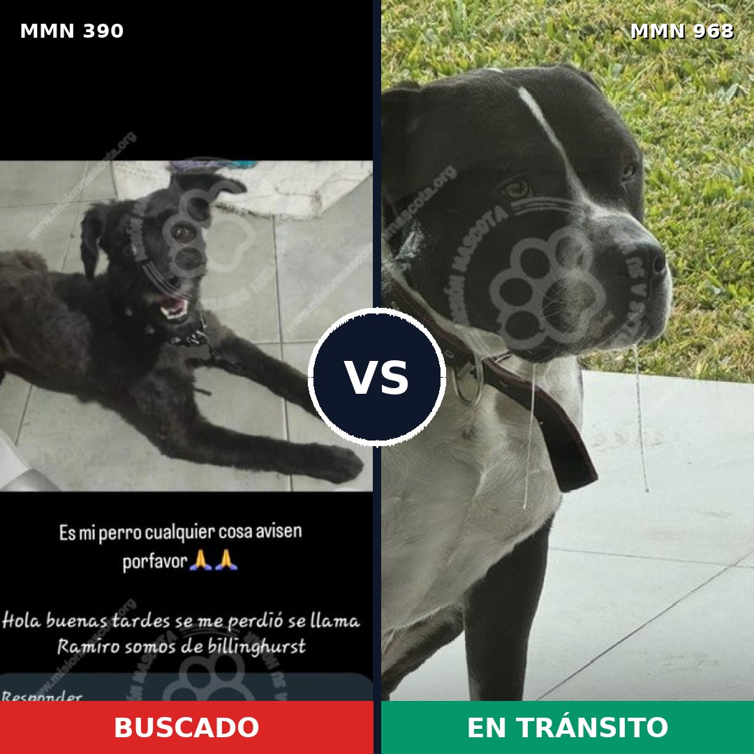 Comparativa MMS 15210: mascota perdida y mascota encontrada, 44% de similitud
