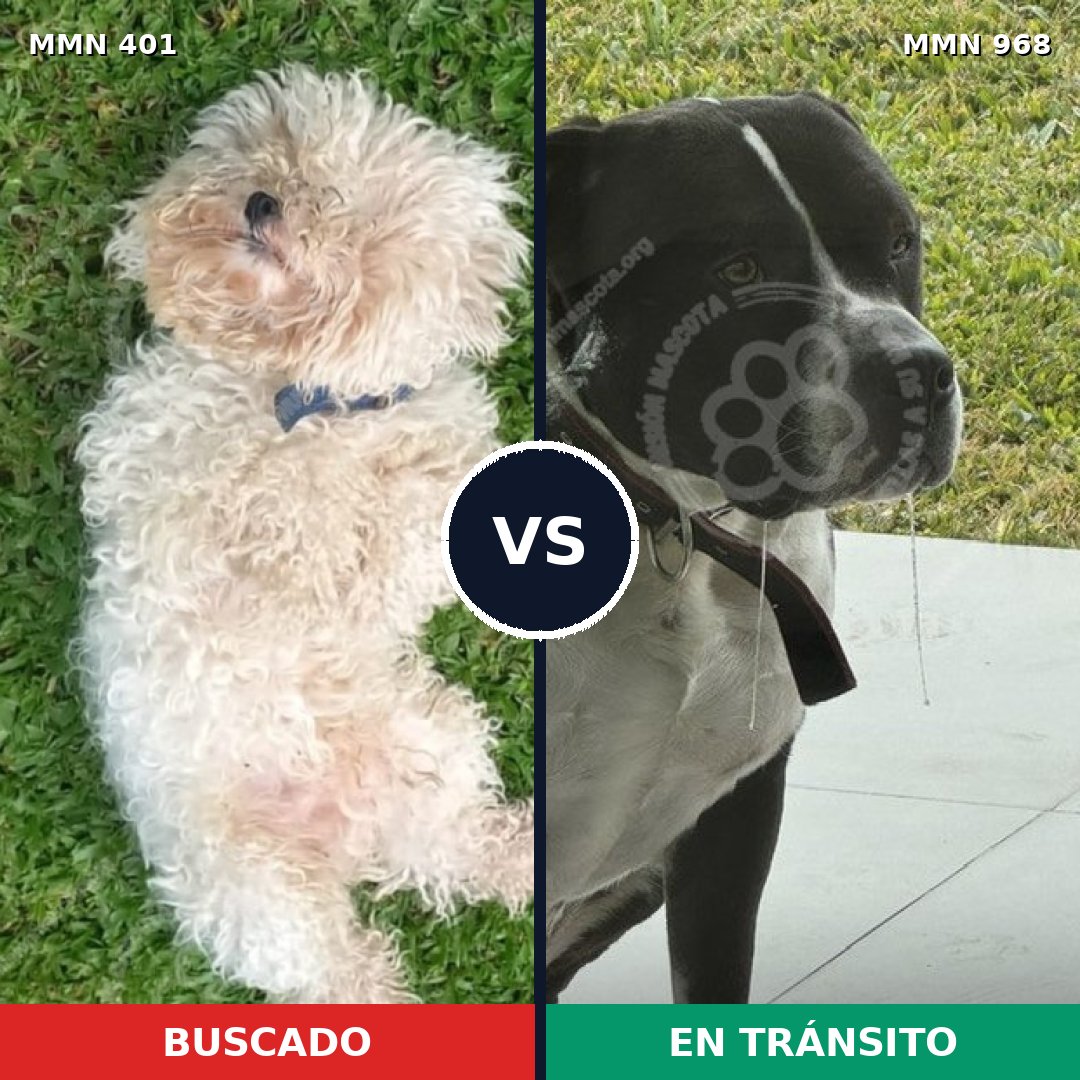 Comparativa MMS 15211: mascota perdida y mascota encontrada, 27% de similitud