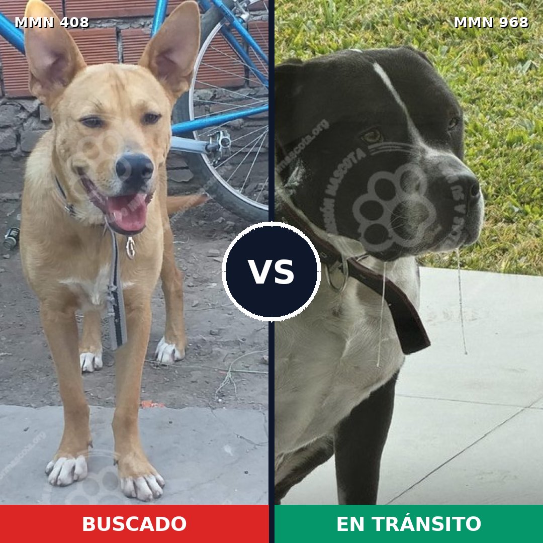 Comparativa MMS 15212: mascota perdida y mascota encontrada, 48% de similitud