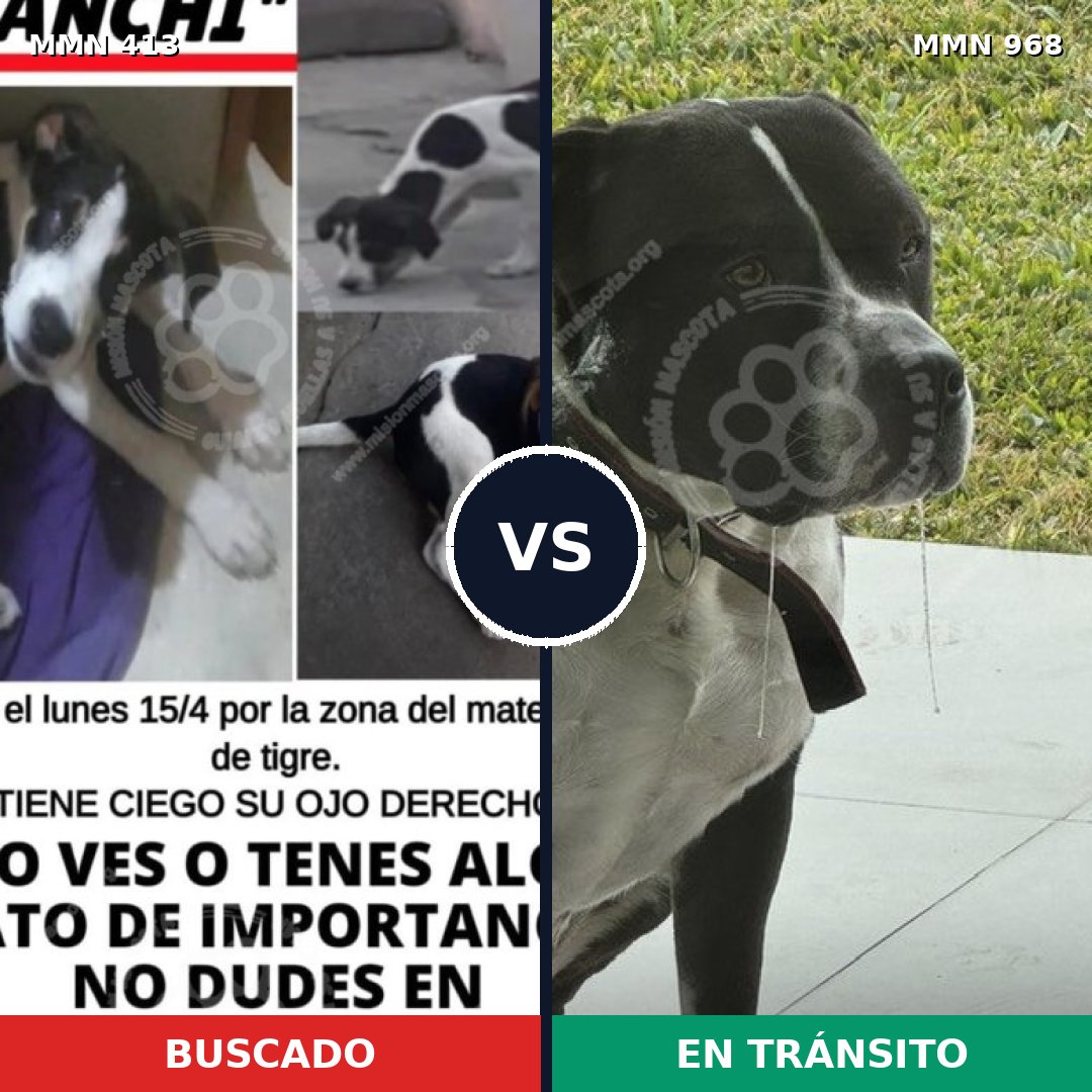 Comparativa MMS 15213: mascota perdida y mascota encontrada, 30% de similitud