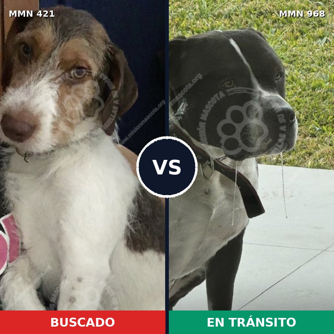 Comparativa MMS 15214: mascota perdida y mascota encontrada, 35% de similitud