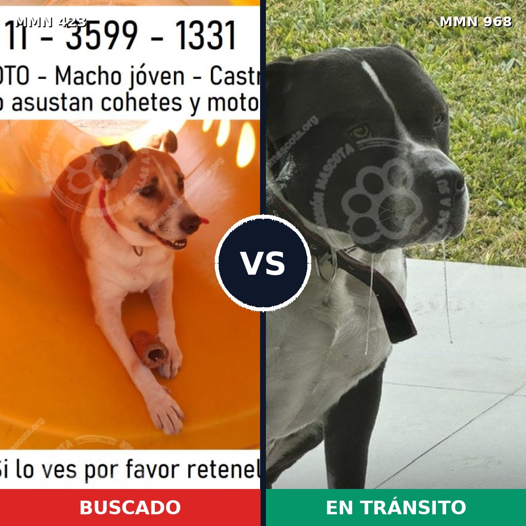 Comparativa MMS 15215: mascota perdida y mascota encontrada, 37% de similitud