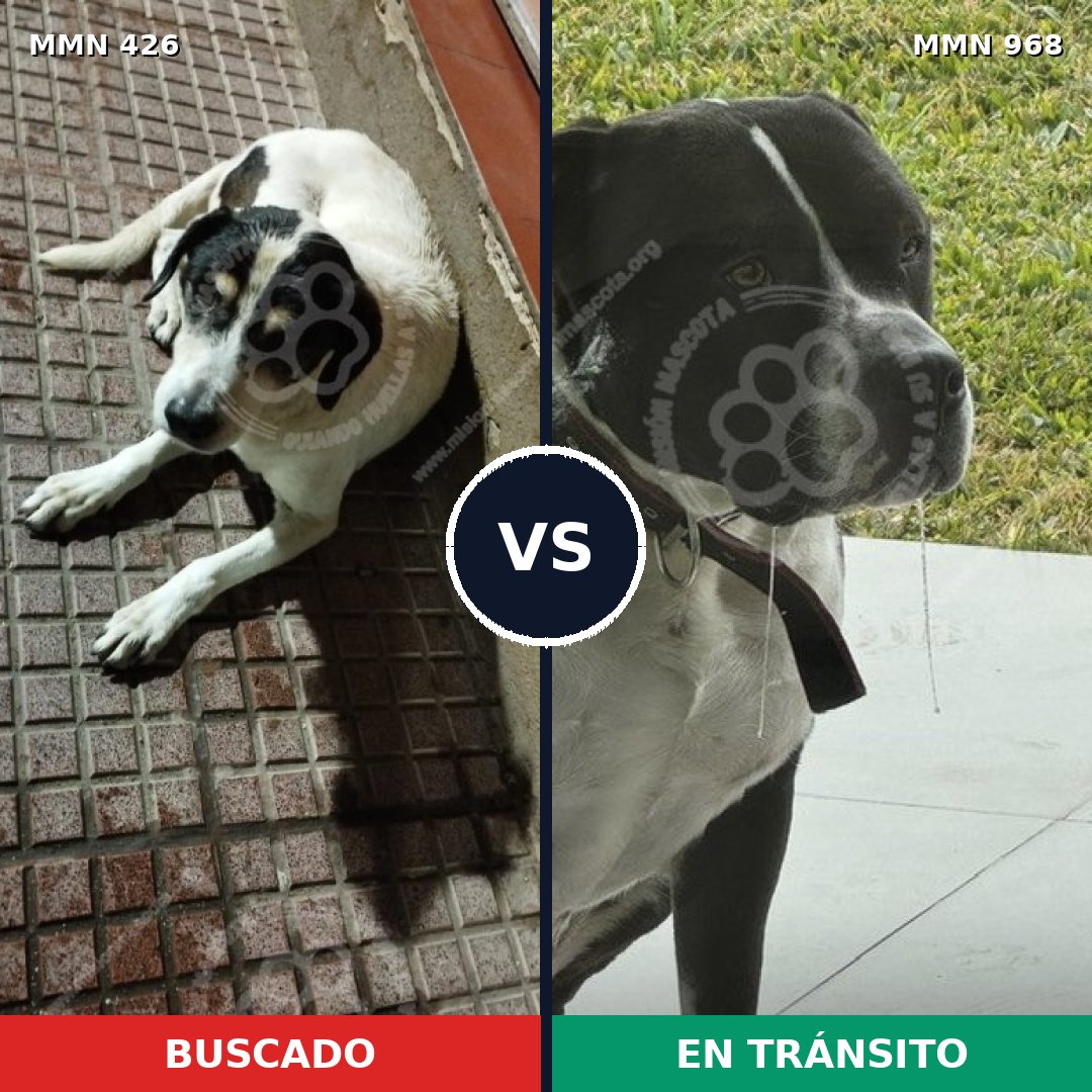 Comparativa MMS 15216: mascota perdida y mascota encontrada, 29% de similitud
