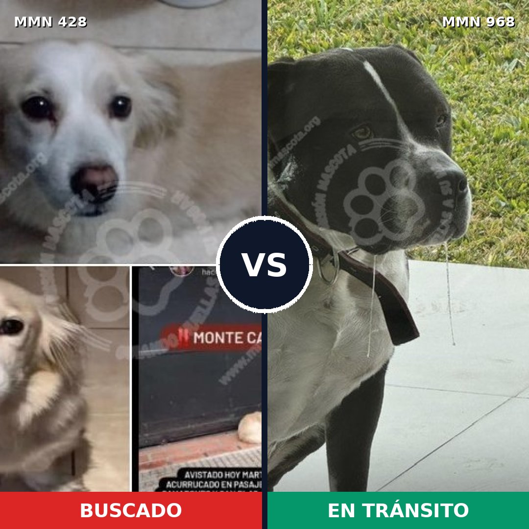 Comparativa MMS 15217: mascota perdida y mascota encontrada, 24% de similitud