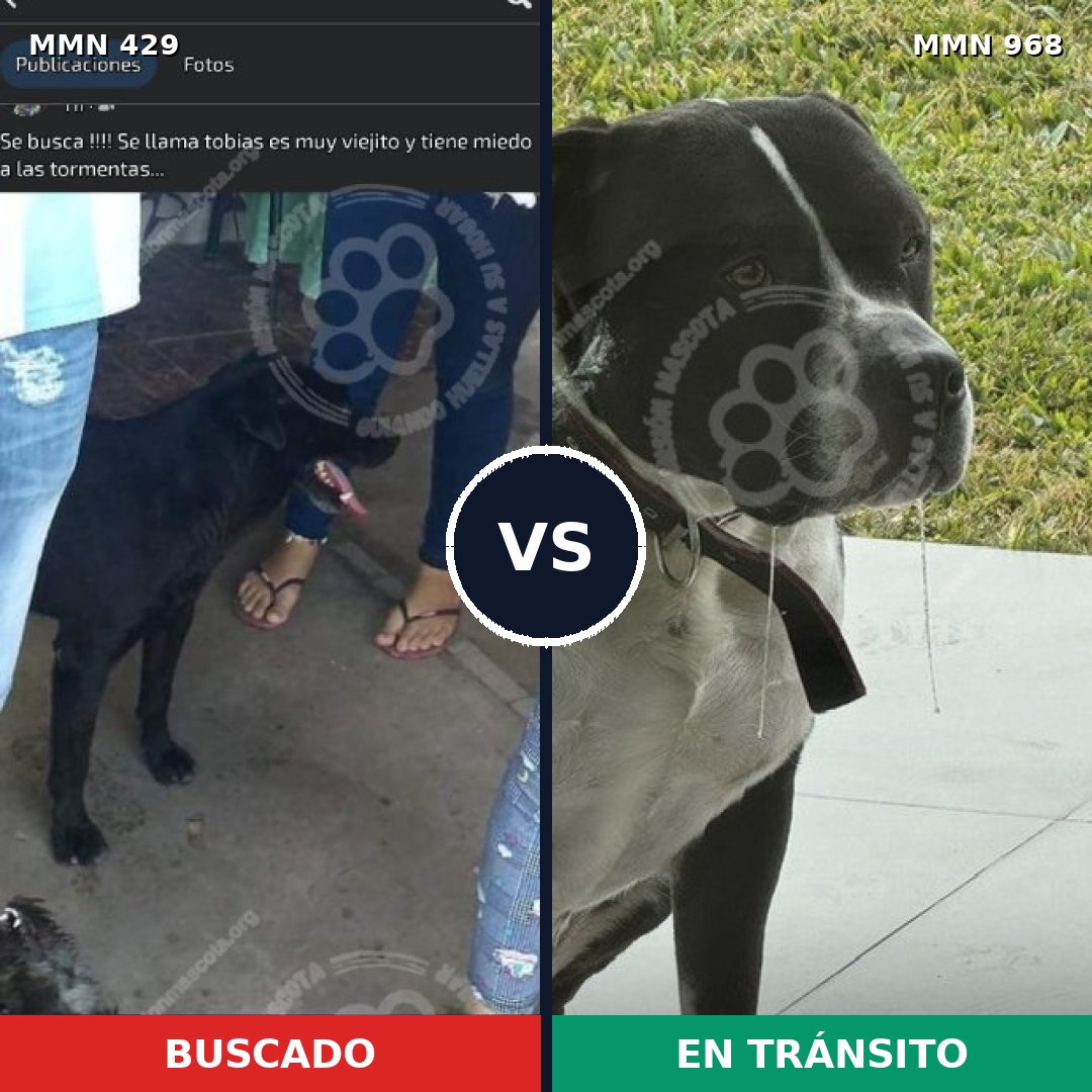 Comparativa MMS 15218: mascota perdida y mascota encontrada, 24% de similitud