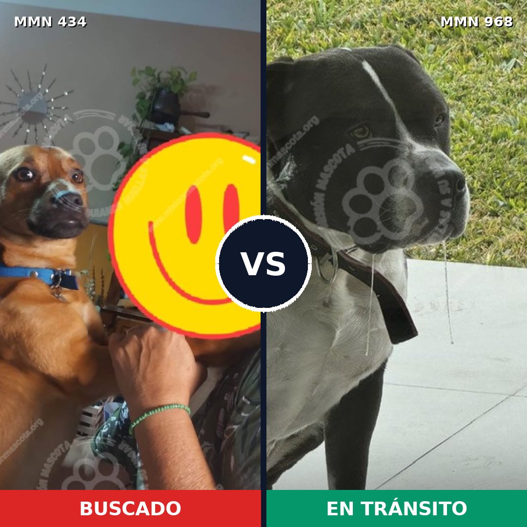 Comparativa MMS 15219: mascota perdida y mascota encontrada, 26% de similitud