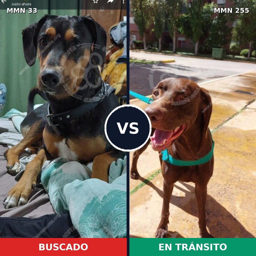 Comparativa MMS 1522: mascota perdida y mascota encontrada, 74% de similitud
