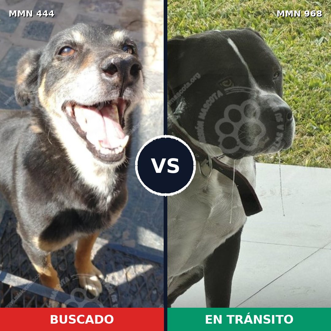 Comparativa MMS 15220: mascota perdida y mascota encontrada, 46% de similitud