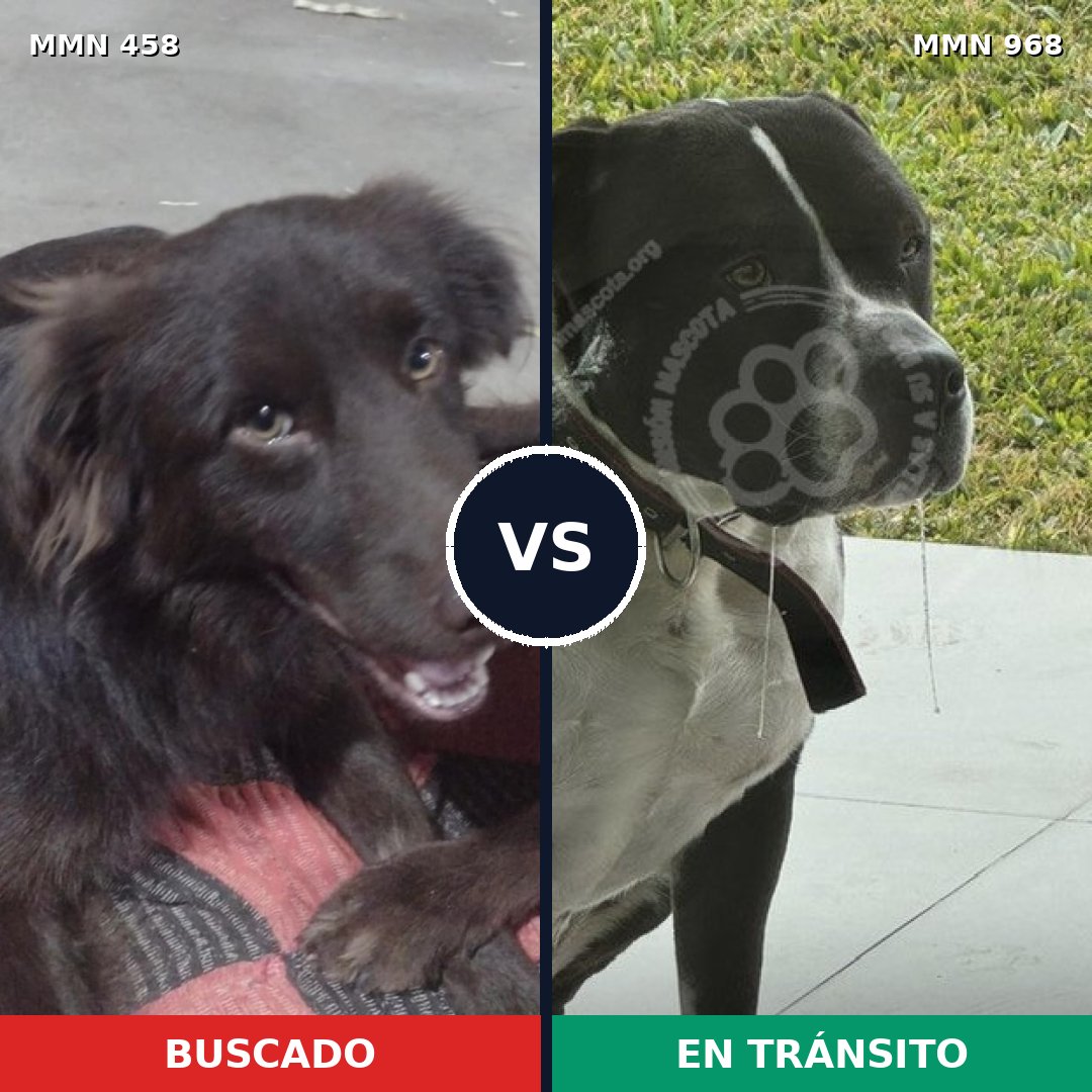 Comparativa MMS 15222: mascota perdida y mascota encontrada, 32% de similitud