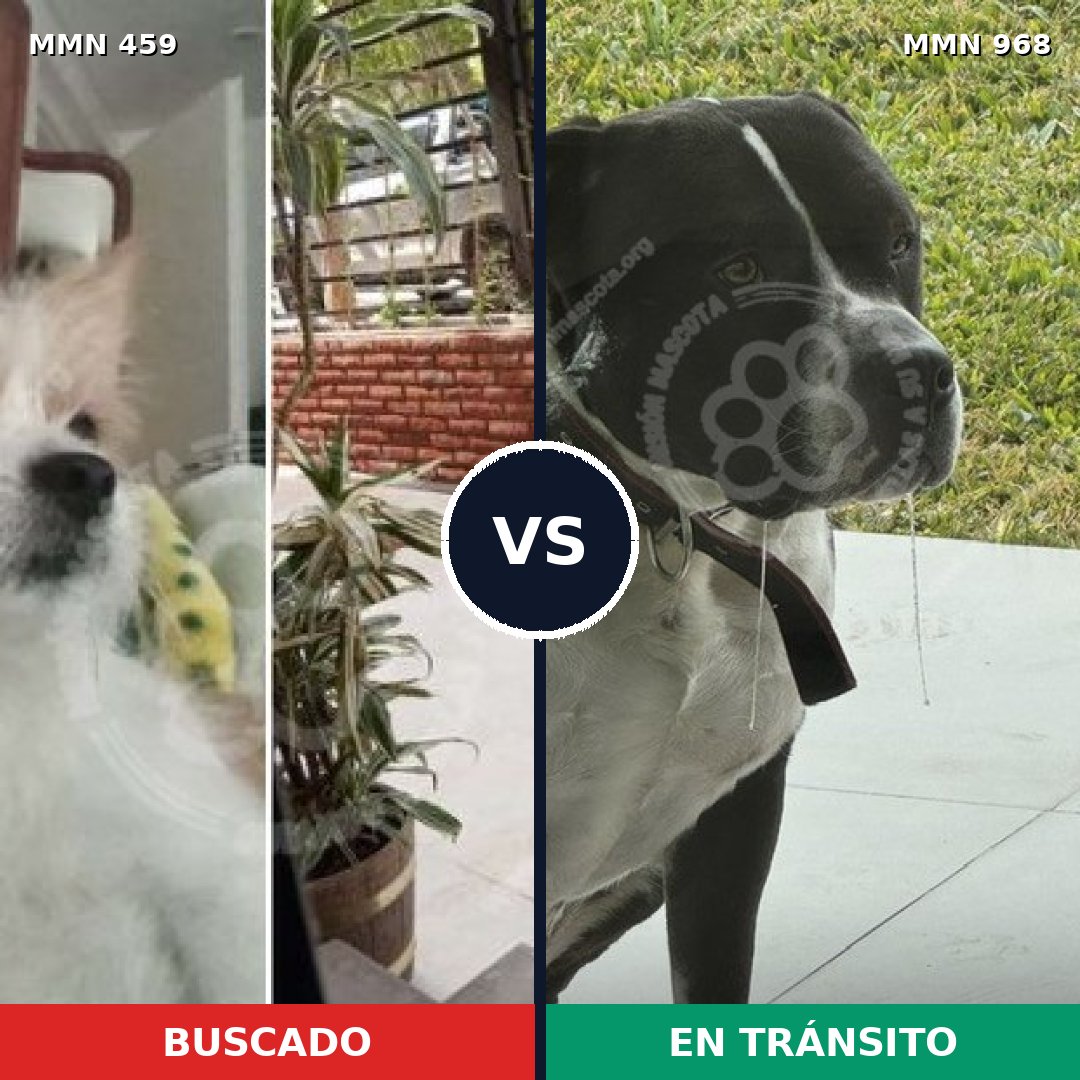 Comparativa MMS 15223: mascota perdida y mascota encontrada, 24% de similitud