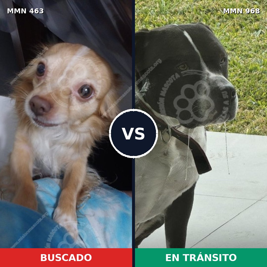 Comparativa MMS 15224: mascota perdida y mascota encontrada, 26% de similitud