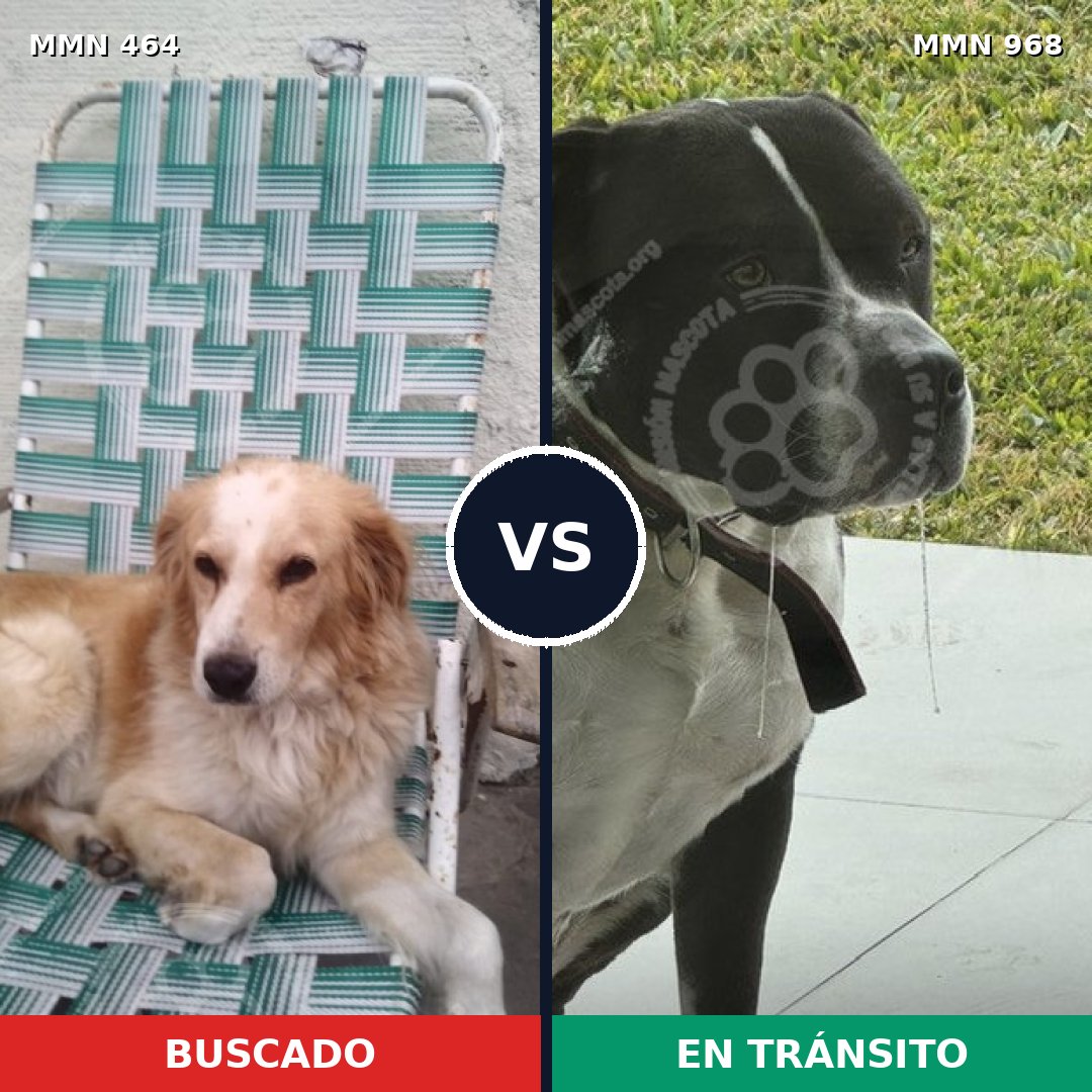 Comparativa MMS 15225: mascota perdida y mascota encontrada, 14% de similitud
