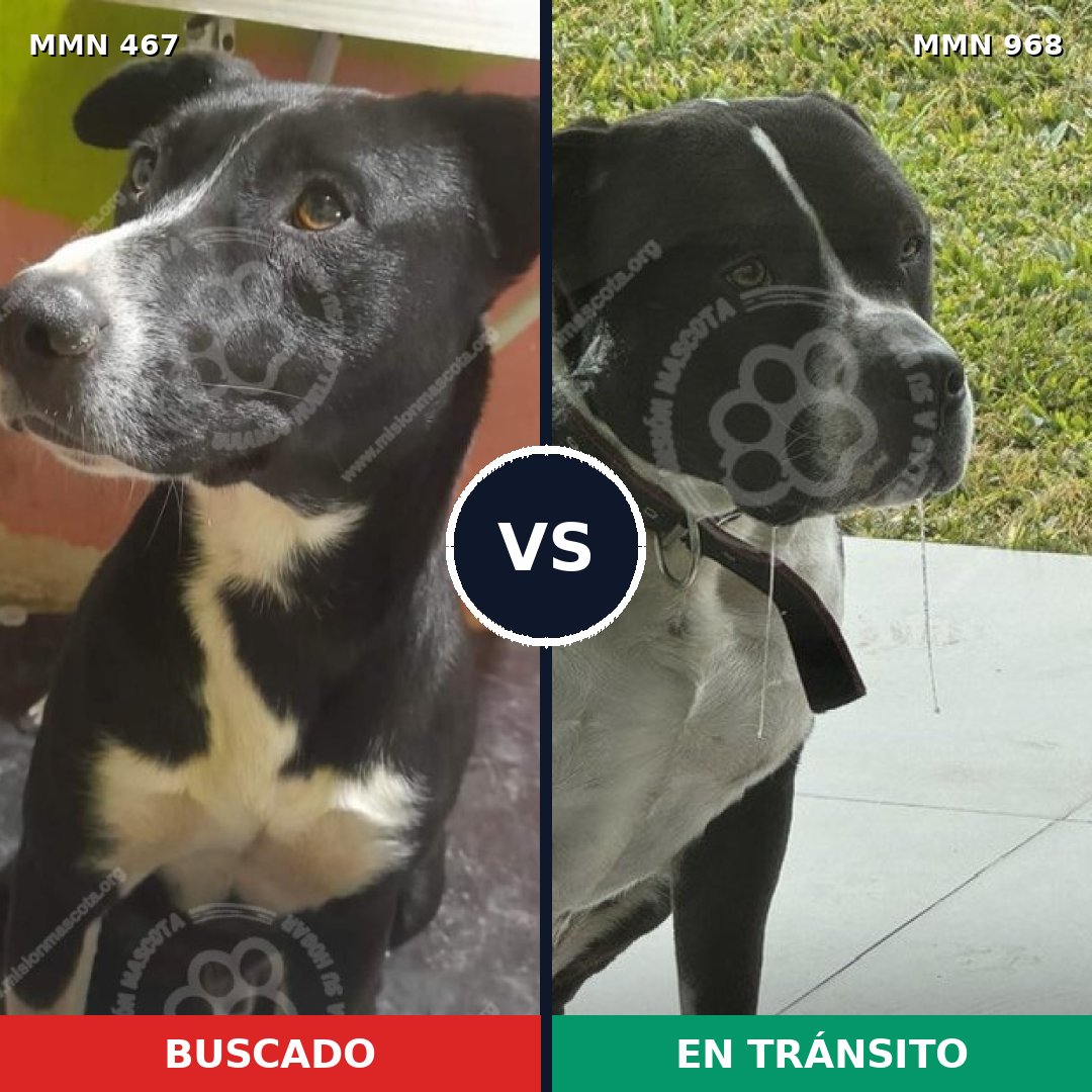 Comparativa MMS 15226: mascota perdida y mascota encontrada, 36% de similitud