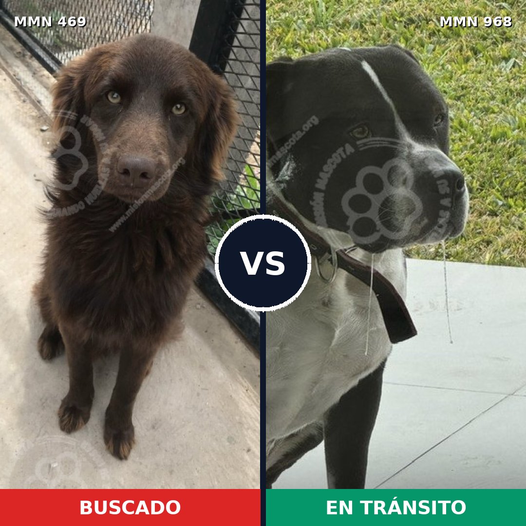 Comparativa MMS 15227: mascota perdida y mascota encontrada, 31% de similitud