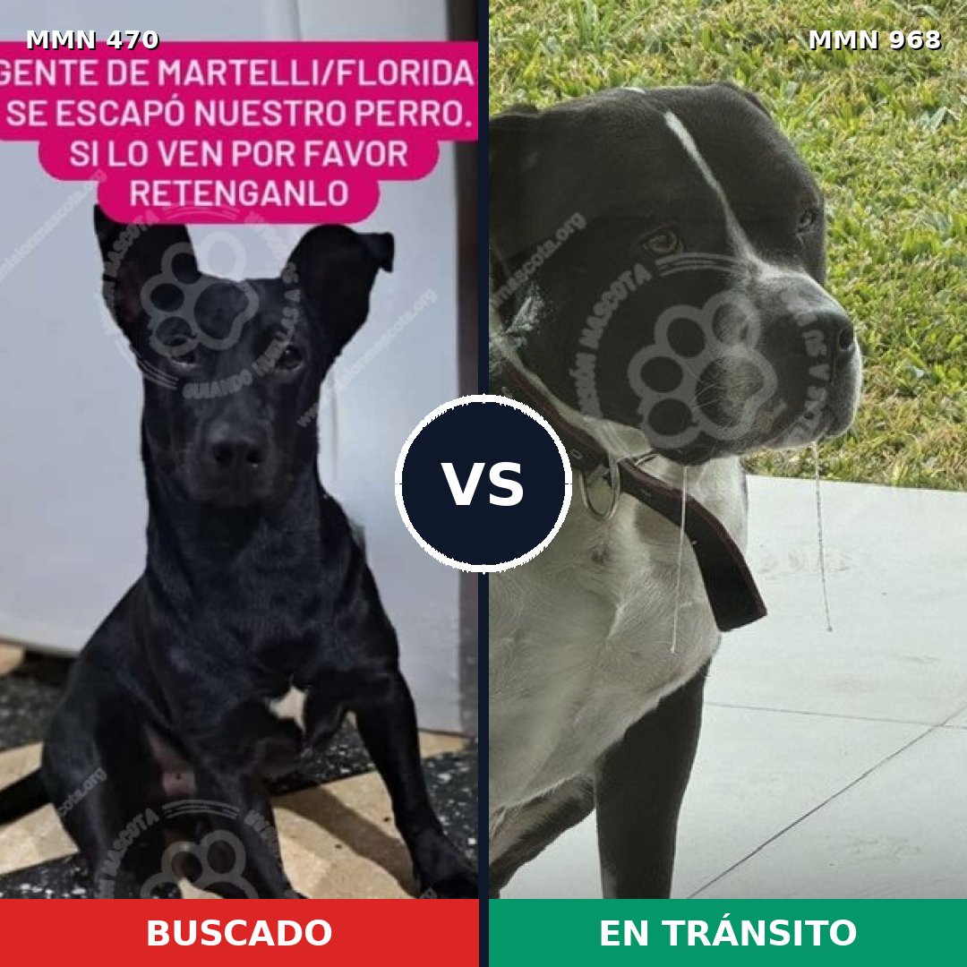 Comparativa MMS 15228: mascota perdida y mascota encontrada, 36% de similitud