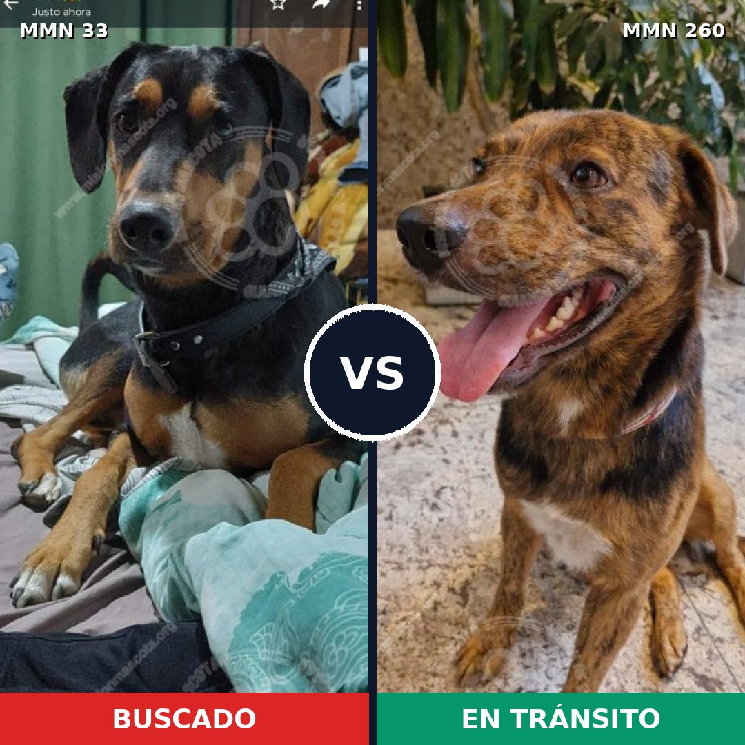 Comparativa MMS 1523: mascota perdida y mascota encontrada, 97% de similitud