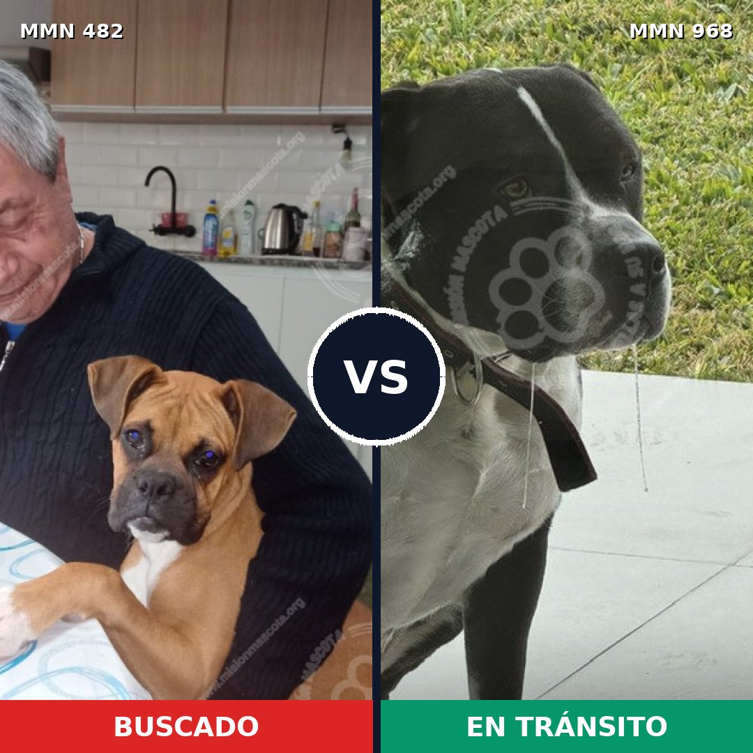 Comparativa MMS 15232: mascota perdida y mascota encontrada, 48% de similitud