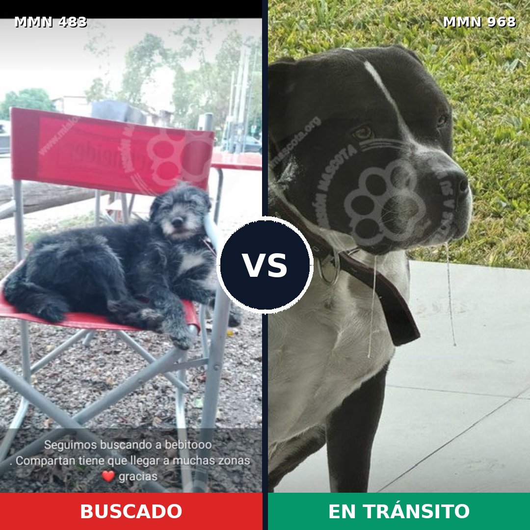 Comparativa MMS 15233: mascota perdida y mascota encontrada, 45% de similitud