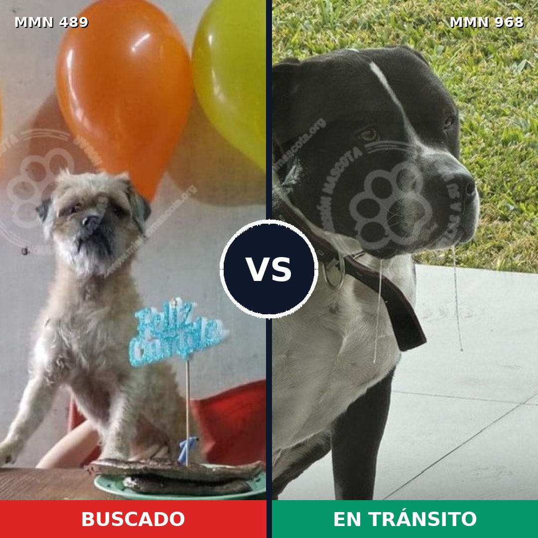 Comparativa MMS 15234: mascota perdida y mascota encontrada, 17% de similitud
