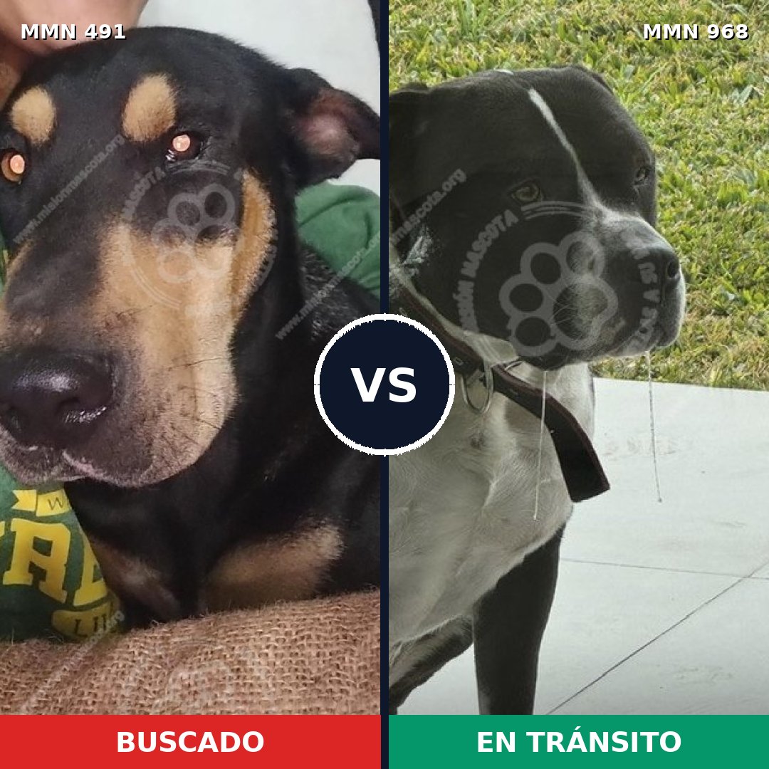 Comparativa MMS 15235: mascota perdida y mascota encontrada, 48% de similitud