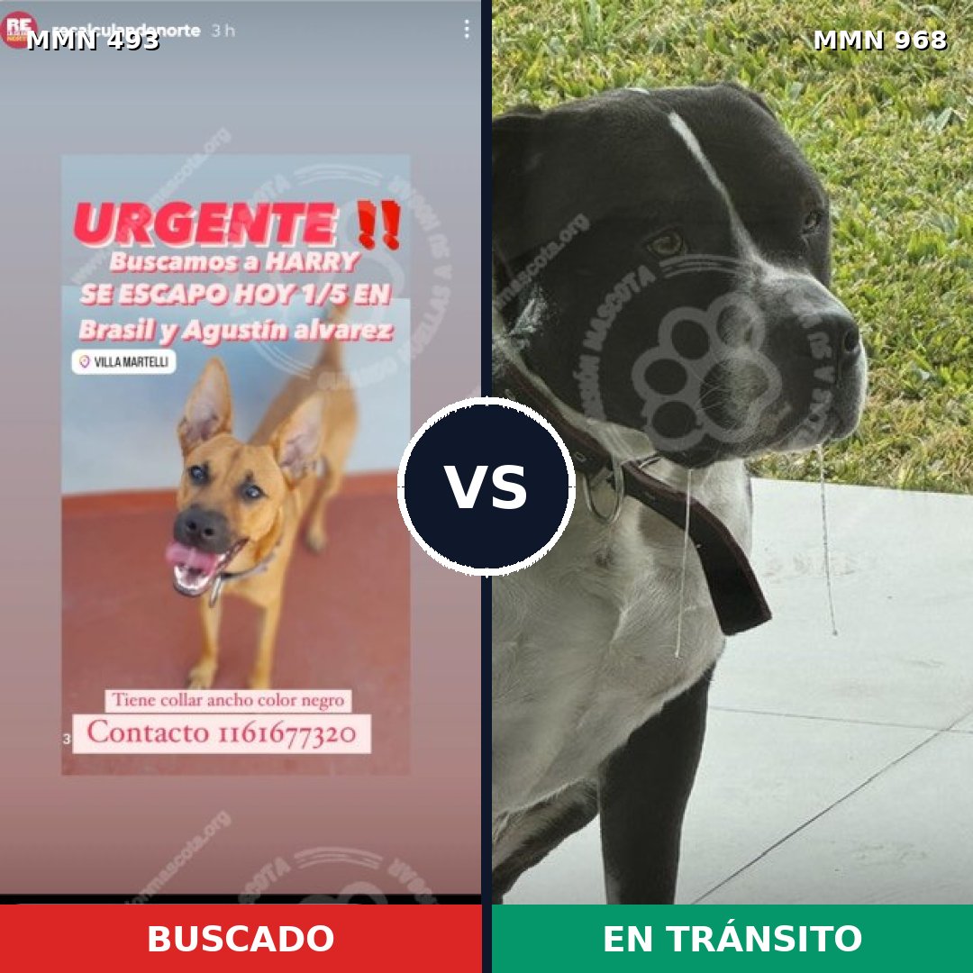 Comparativa MMS 15236: mascota perdida y mascota encontrada, 33% de similitud