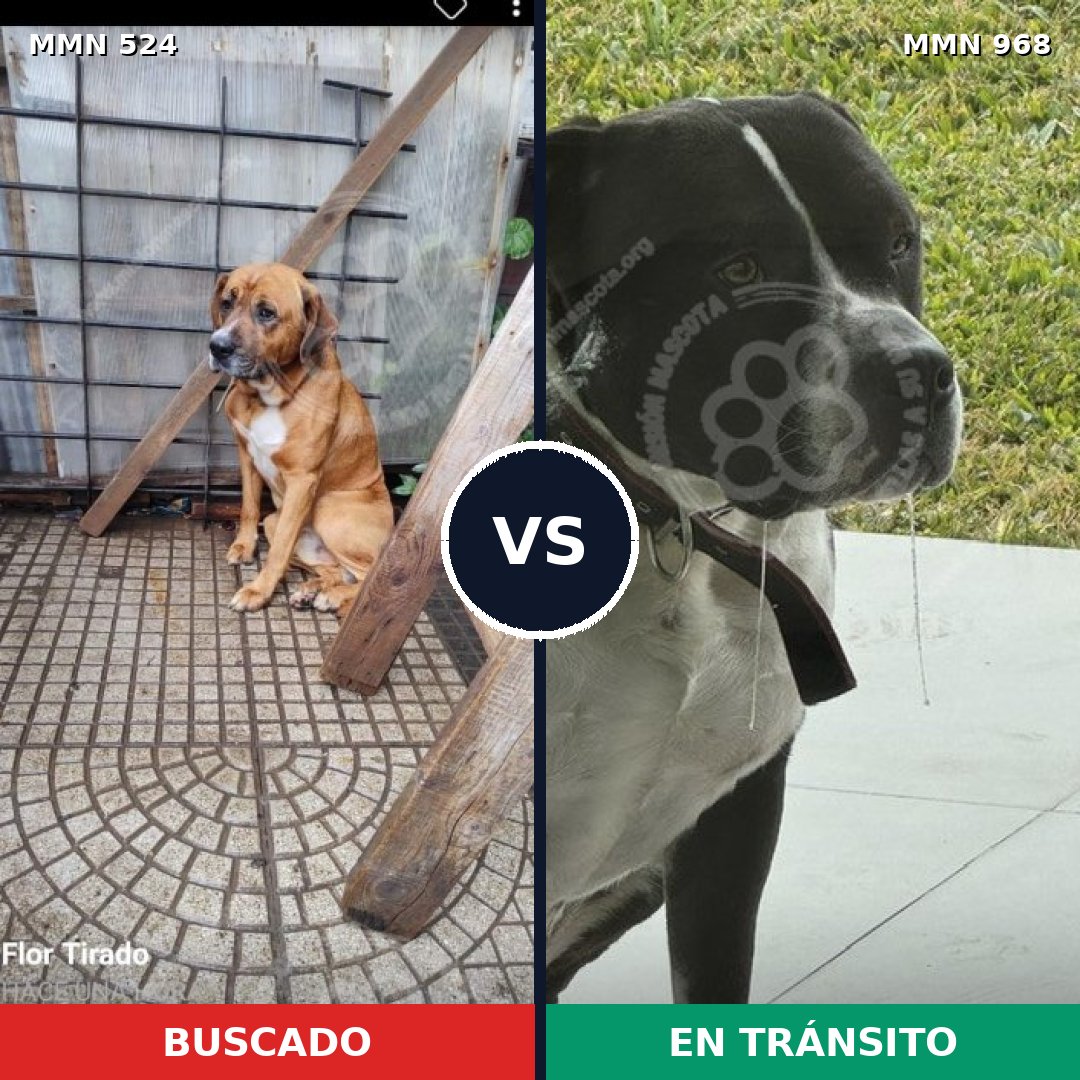 Comparativa MMS 15237: mascota perdida y mascota encontrada, 52% de similitud