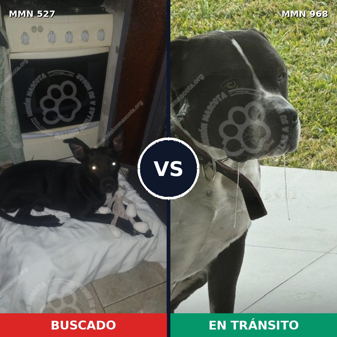 Comparativa MMS 15238: mascota perdida y mascota encontrada, 36% de similitud