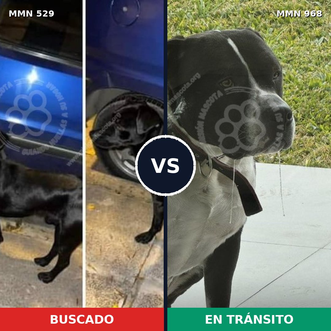 Comparativa MMS 15239: mascota perdida y mascota encontrada, 26% de similitud