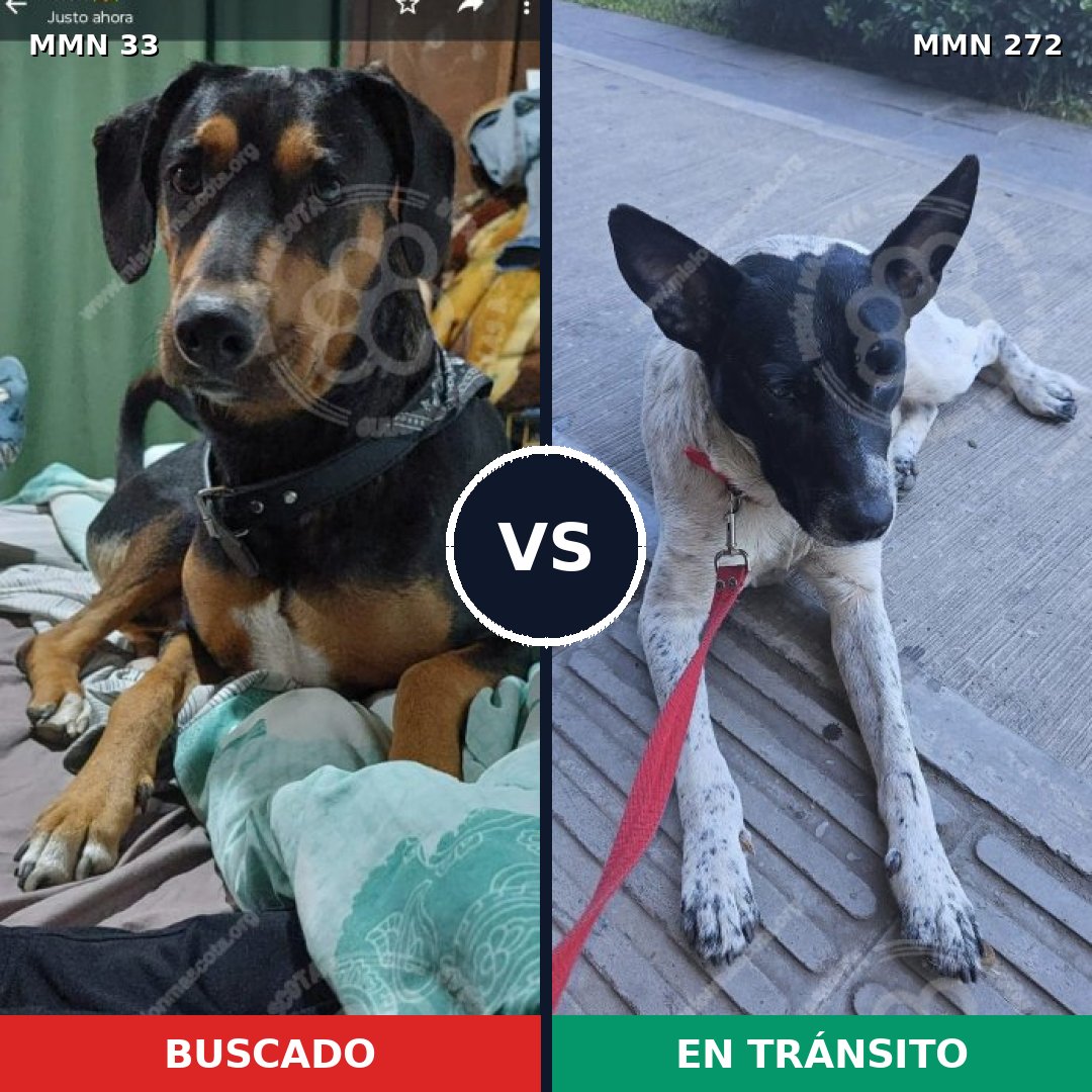 Comparativa MMS 1524: mascota perdida y mascota encontrada, 83% de similitud