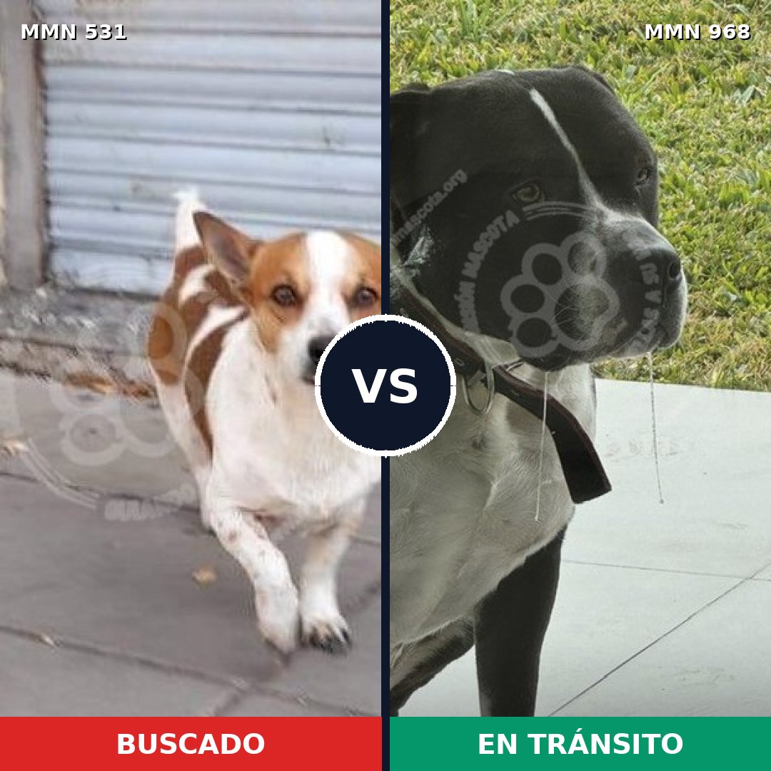Comparativa MMS 15240: mascota perdida y mascota encontrada, 25% de similitud