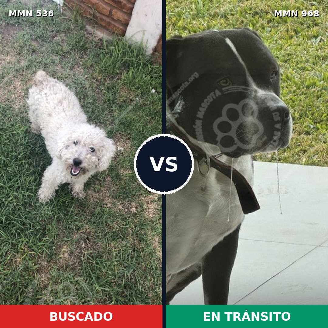 Comparativa MMS 15242: mascota perdida y mascota encontrada, 24% de similitud