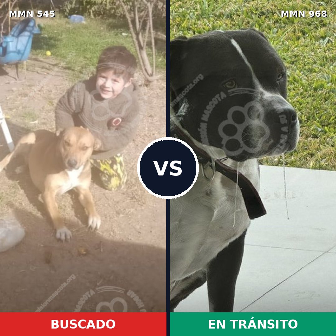 Comparativa MMS 15243: mascota perdida y mascota encontrada, 63% de similitud